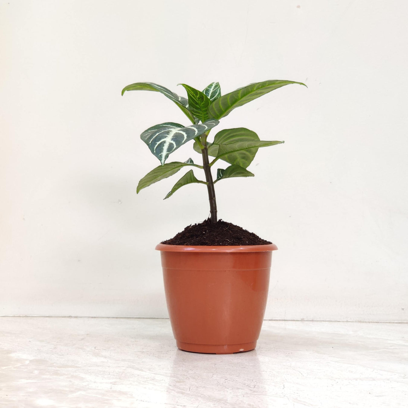 Radermachera  & Schefflera ,  Brassia phants