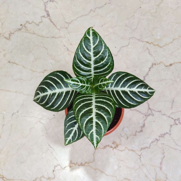 Aphelandra Squarrosa Plant In 12 cm pot