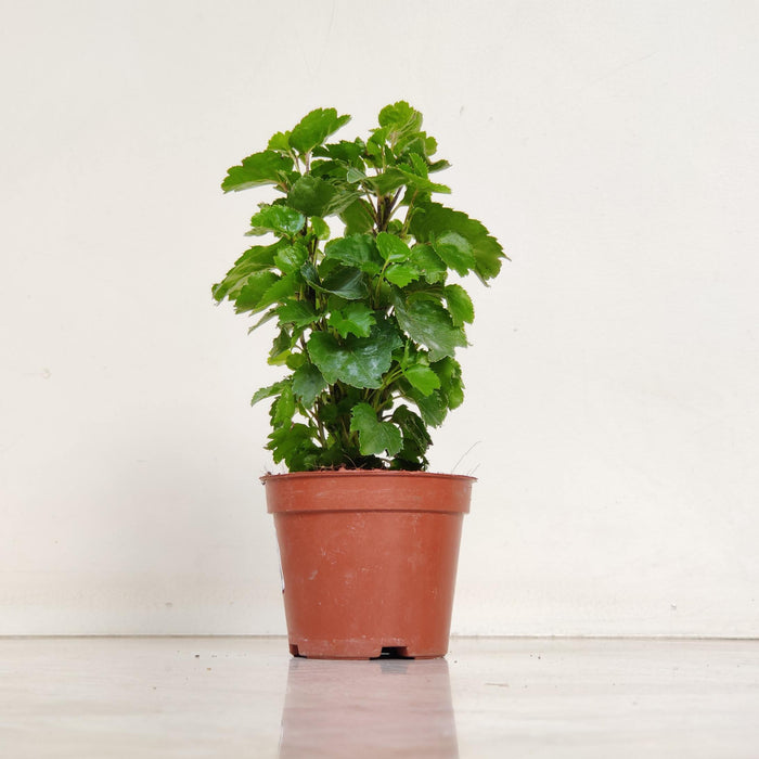 Aralia Green Plants 8.5 cm pot