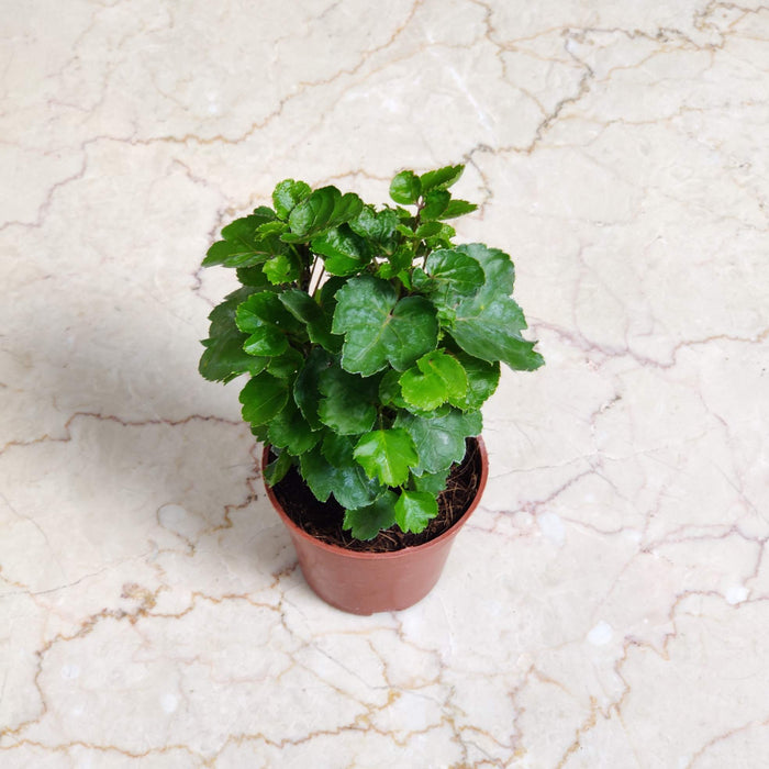 Aralia Green Plants 8.5 cm pot
