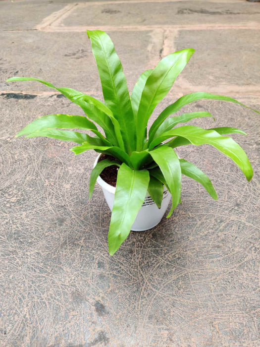 Asplenium fern for stress relief and air purification