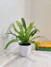 Vibrant Asplenium Antiquum indoor fern plant