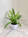 Lush green Asplenium antiquum indoor plant in white pot