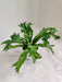 Asplenium-Nidus-Crissie-Lively-Foliage