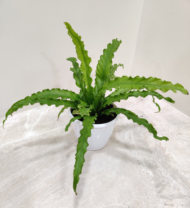 Asplenium-Osaka-Lush-Leaf-Texture