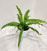Asplenium-Osaka-Lush-Leaf-Texture