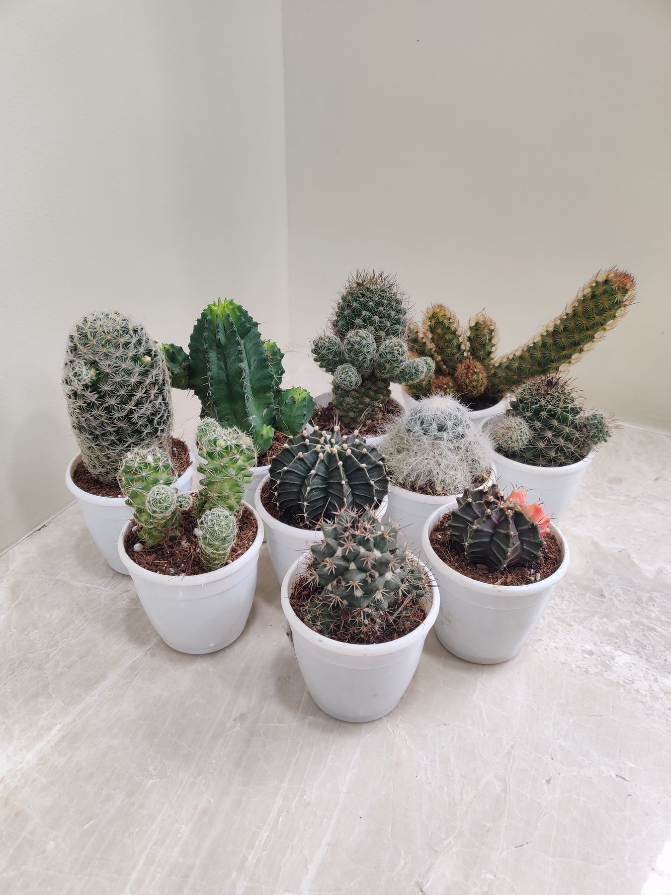 Cactus Packs