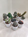 Mixed Collection of Indoor Cacti in Pots