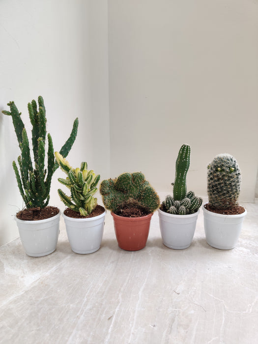 Non Grafted Cactus Plant Pack of 5 (Assorted any 5)