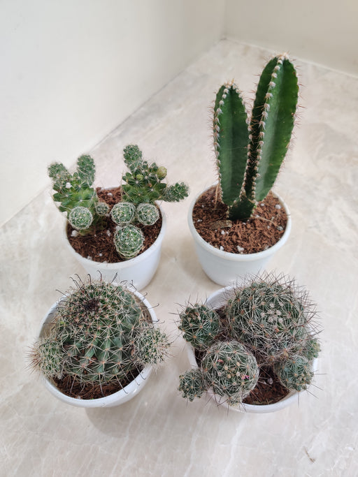 Assorted Cactus Quartet in White Pots