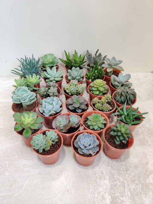 Pack of 25 Exotic Succulent Plants for Indoor
