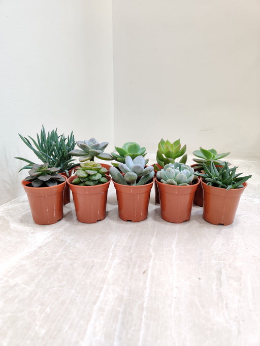 Assorted Indoor Succulent Collection in Pots
