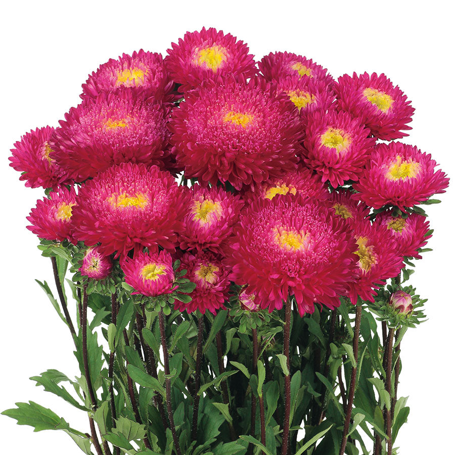 Aster Azumi Rose Flower Seeds | By Online India – ChhajedGarden.com