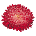 Aster Matador Fiery Red Flower Seeds