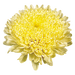 Aster Matador Yellow Flower Seeds