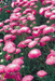 Aster Standy Carmine & White Flower Seeds