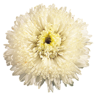 Aster Standy Creamy White Flower Seeds