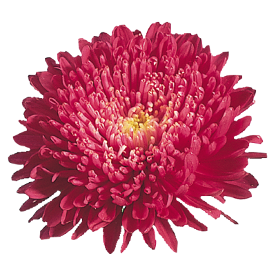 Aster Standy Red Flower Seeds