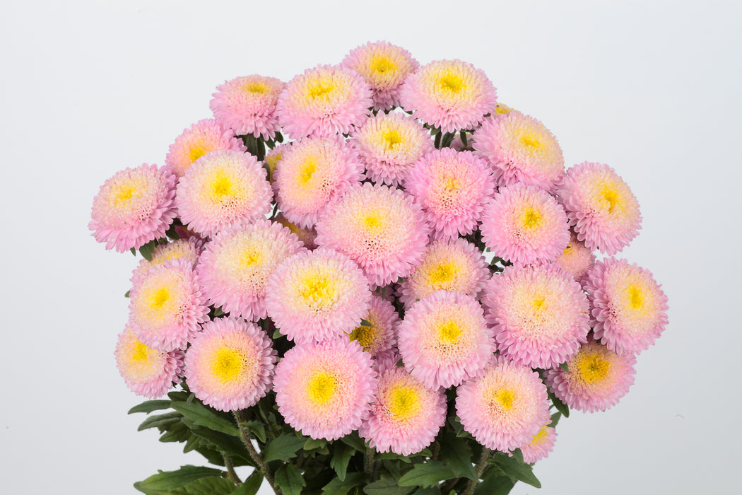 Aster Bonita Shell Pink 