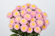 Aster Bonita Shell Pink 