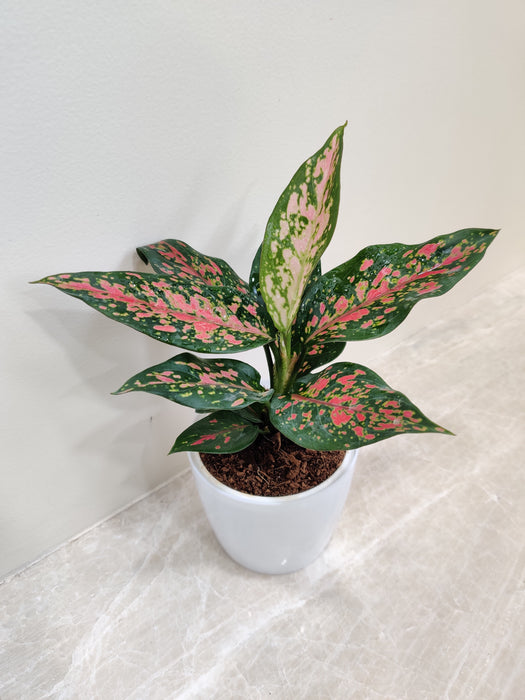 Aglaonema Rui in a plastic pot, ideal office gift