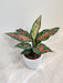 Aglaonema Rui in a plastic pot, ideal office gift