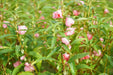 Balsam Tall Rose Flowered Mix