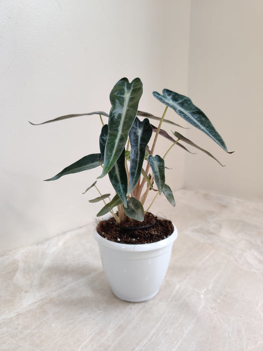 Alocasia Bambino Plant in White Pot