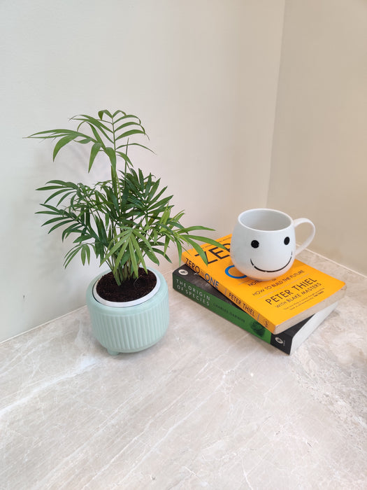 Air purifying Bamboo Palm