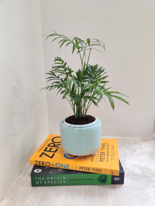 Bamboo Palm enhancing office decor