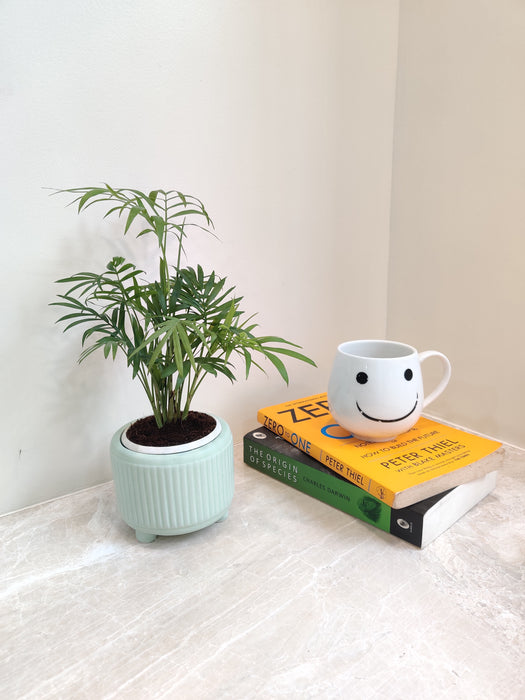 Bamboo Palm in a ceramic pot