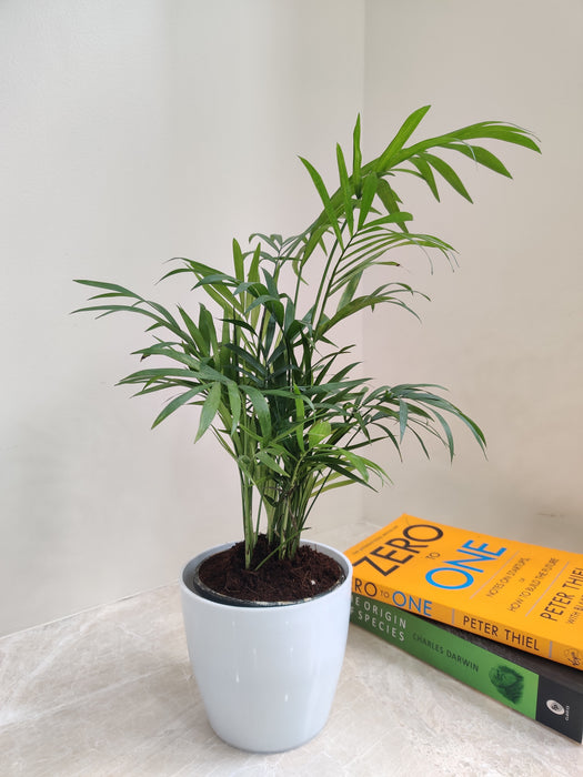 Bamboo Palm indoor plant for office desk