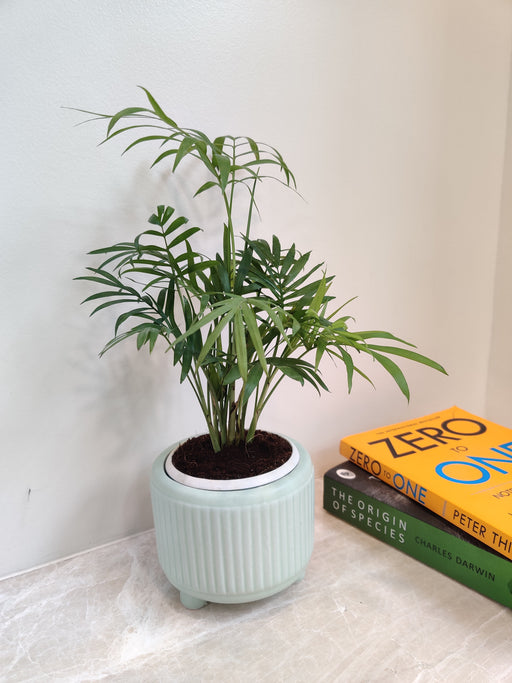 Bamboo Palm perfect for corporate gifting