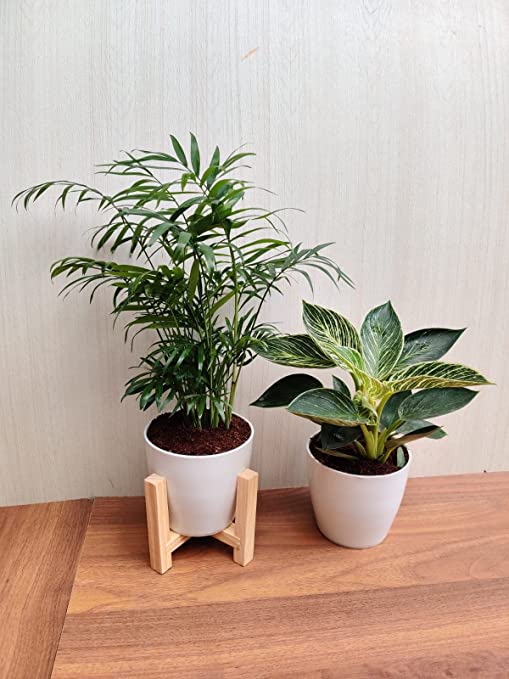 Bamboo Palm and Philodendron Birkin : combo