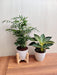 Bamboo Palm and Philodendron Birkin : combo