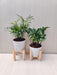 Natural air purifiers: Bamboo Palm and ZZ Plant combo