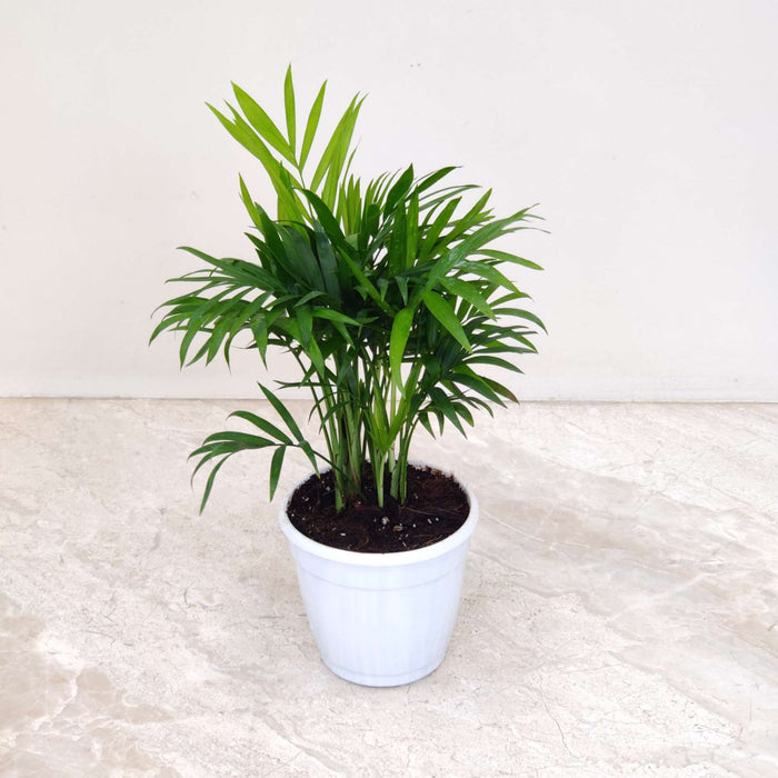 Buy Air Purifying Plants Combo – Indoor Air Cleaning Plants Set | Peace Lily, Bamboo Palm, Aglaonema, Snake Plant & Spider Plant