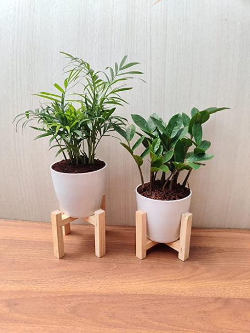 Air-purifying Bamboo Palm and ZZ Plant combo
