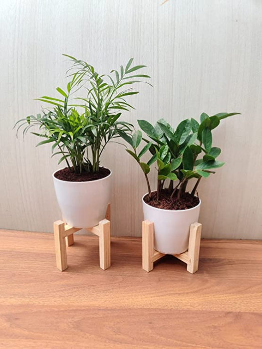 bamboo palm air purifying plants Air-purifying Bamboo Palm and ZZ Plant Combo