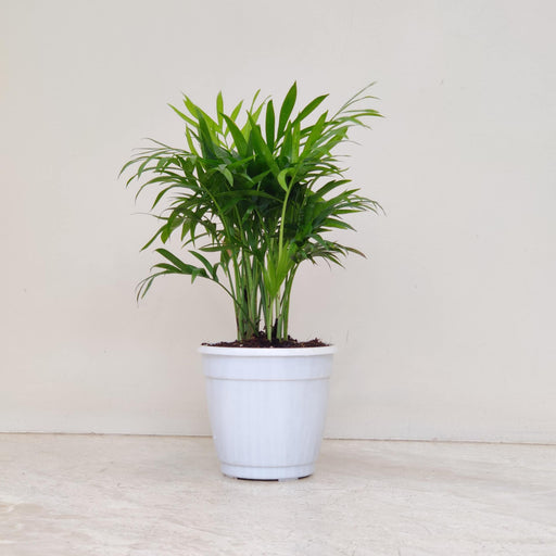 Bamboo Palm plant in 10 cm nursery pot