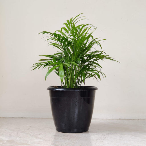 Bamboo Palm tabletop indoor plant