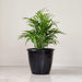 Bamboo Palm tabletop indoor plant
