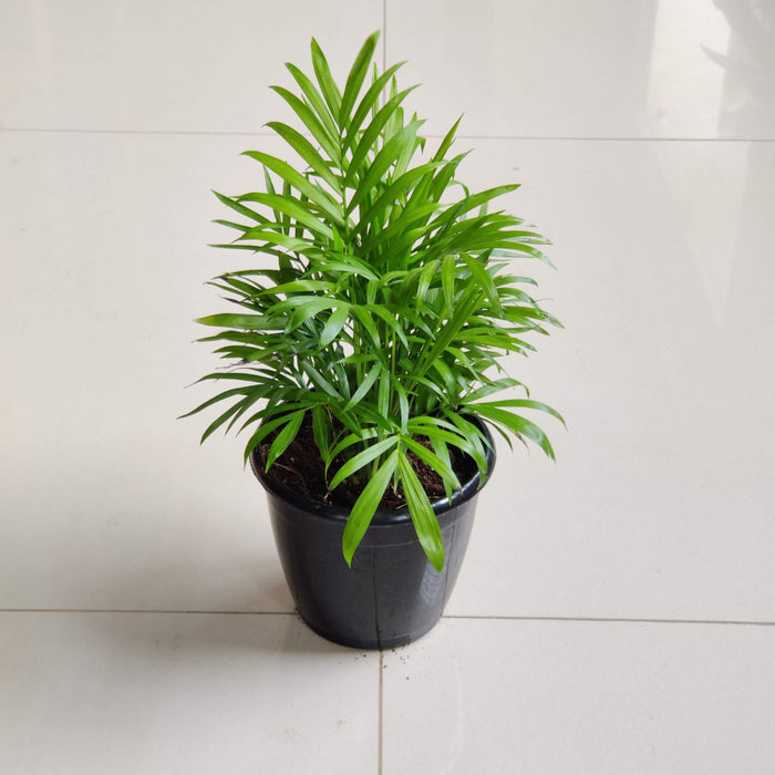 bamboo-palm-home-decor-plant