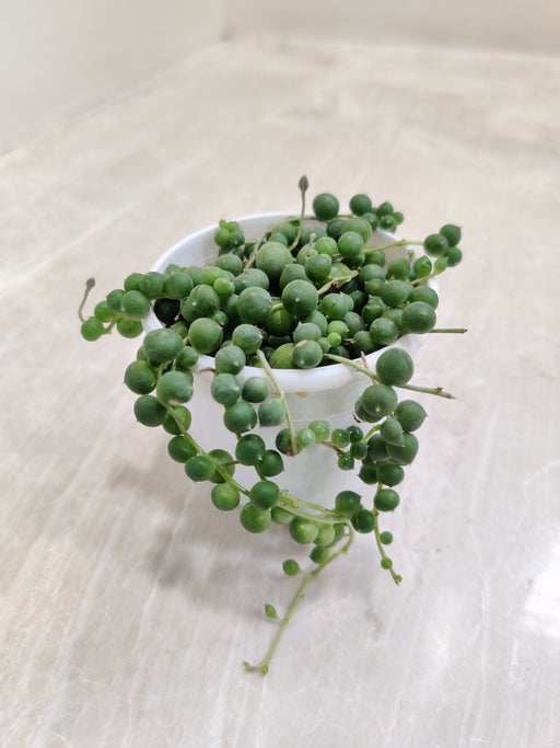 Senecio-String-of-Pearls-Hanging-Indoor-Succulent