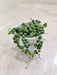 Senecio-String-of-Pearls-Hanging-Indoor-Succulent