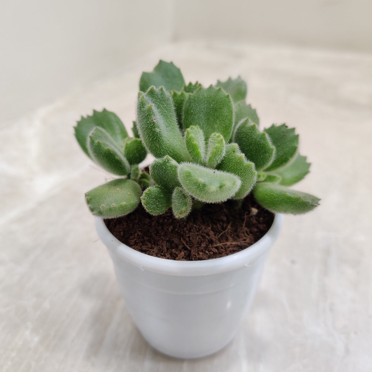 cat paw succulent Buy Bear Paw Succulent Online