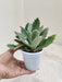 Velvet-Leaf-Behartii-Indoor-Succulent