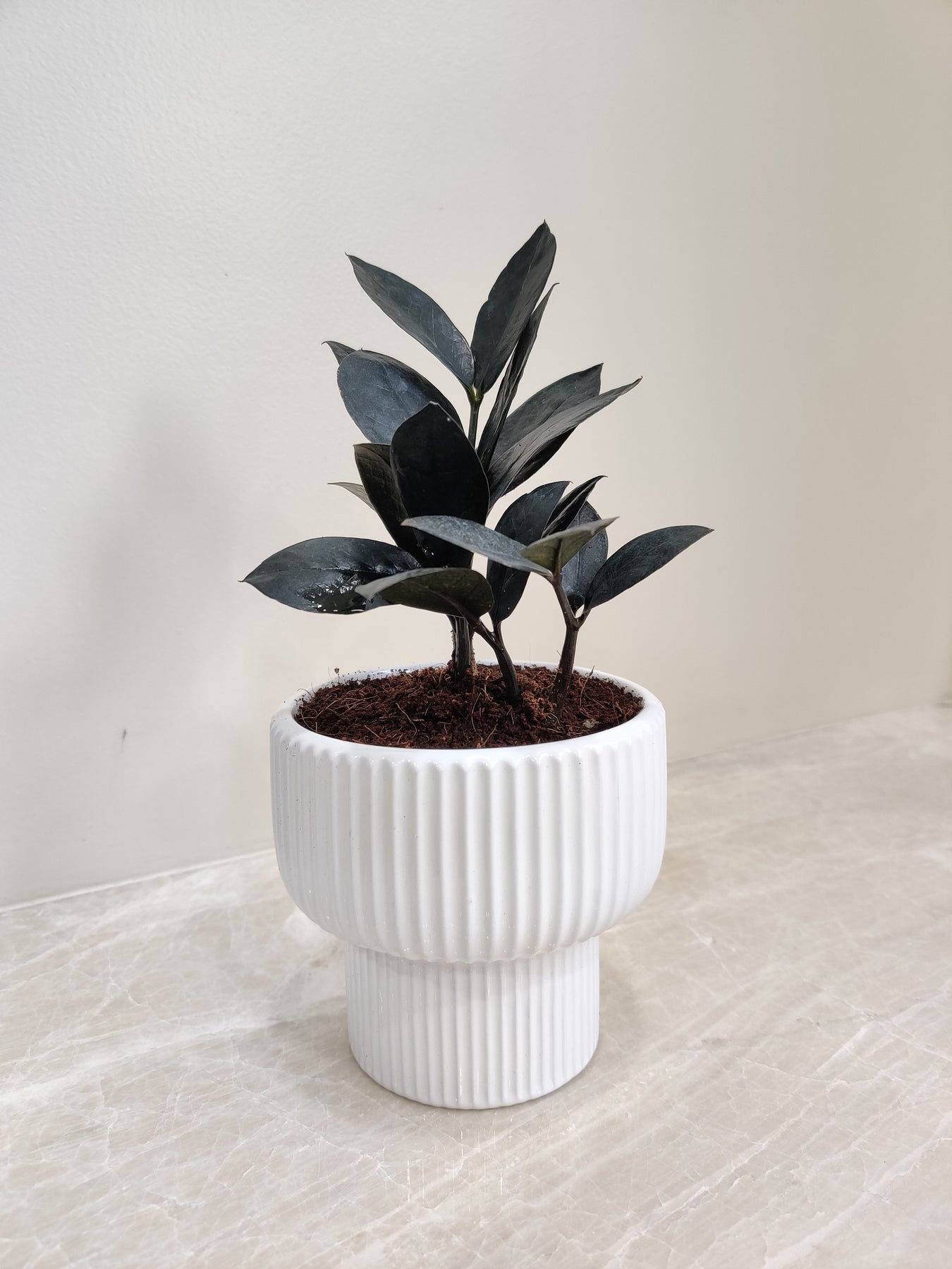 Zamia (ZZ) plants