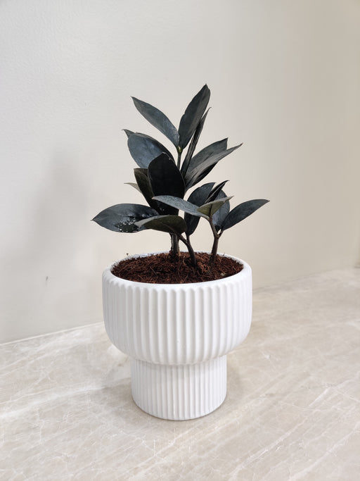 Black ZZ Plant in white pot for corporate gifting