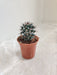Mammillaria Erythra cactus in a 5.5 cm pot